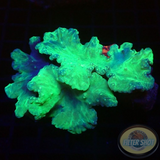 Sinularia brassica „Toxic Leaf“ WYSIWYG