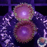 Krustenanemonen „Psychosis“ WYSIWYG