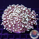 Euphyllia paraglabrescens „Jelly Babe“ WYSIWYG „AD Special“