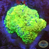 Ricordea florida „Blue Skin“ WYSIWYG