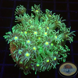 Goniopora spp. „Yellow Kiss“ AD Special