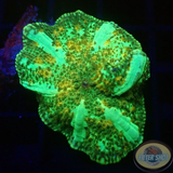Discosoma spp. „Paint Jaw“ WYSIWYG „AD Special“