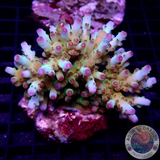 Acropora loripes „Bubblegum“ WYSIWYG