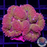 Symphyllia spp. „Pumpkin Cake“ WYSIWYG „AD Special“