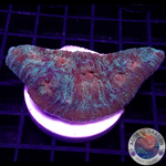 Mycedium spp. „Space Jam“ WYSIWYG „AD Special“