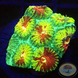 Favia spp. „Mayan Temple“ AD Special“