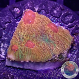 Favia spp. „Fascination“