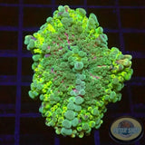 Ricordea yuma “Rainbow” WYSIWYG “AD Special”