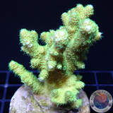 Acropora millepora „Solar“ WYSIWYG „AD Special“