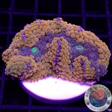 Ricordea florida „Shyne“ WYSIWYG „AD Special“