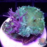 Discosoma neglecta „Caribic Joy & Friends“ WYSIWYG „AD Special“