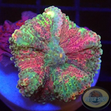 Ricordea yuma „Sweetie“ WYSIWYG „AD Special“