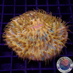 Fungia spp. „Plazma“ WYSIWYG