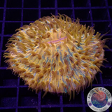 Fungia spp. „Plazma“ WYSIWYG