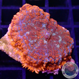 Rhodactis spp. „Fire&Ice“