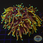 Euphyllia glabrescens „Hellfire“ WYSIWYG