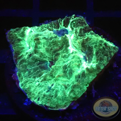 Favia spp. „Thunder“