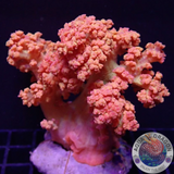 Dendronephthya spp. „Tree of Life“ WYSIWYG „AD Special“