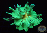 Pectinia spp. „Air Force“ WYSIWYG „AD Special“