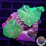 Discosoma spp. „Dotty Jaw“ WYSIWYG
