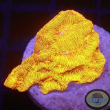 Leptoseris spp. „24K“