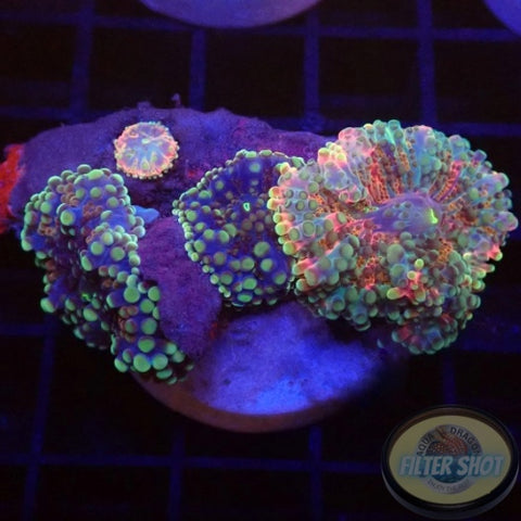 Ricordea yuma „Rainbow Rock“ WYSIWYG „AD Special“