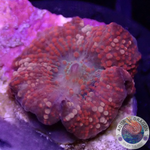 Discosoma spp. „Devils Valley“ AD Special