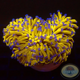 Euphyllia paraglabrescens„24K Solid Bar“ WYSIWYG