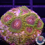 Krustenanemonen “GMK” WYSIWYG