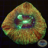 Trachyphyllia dpp. „Barcode“ WYSIWYG