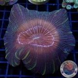 Trachyphyllia geoffroyi „Tiger“ WYSIWYG“