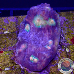 Echinophyllia spp. „After Shock“ WYSIWYG