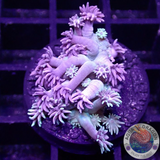 Goniopora spp. „Rainbow“