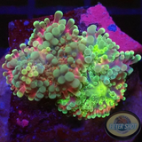 Ricordea yuma 🌈 „Rainbow“ WYSIWYG „AD Special“