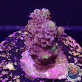 Acropora spp. „Blossom“