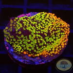 Montipora spp. „Rainbow“