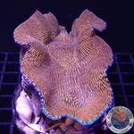Tridacna derasa WYSIWYG