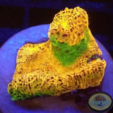 Echinophyllia spp. „Gold Rush“ WYSIWYG „AD Special“