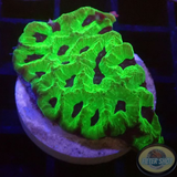 Favia spp. „Psychosomatic“