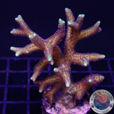 Seriatopora spp. „YB“ WYSIWYG