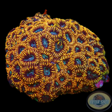 Favia spp. „Ultron“ WYSIWYG