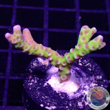 Anacropora forbesi „Green Goblin“ AD Special
