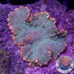 Rhodactis spp. “Fire Ring” WYSIWYG “AD Special”