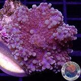 Ricordea yuma „Deep Purple“ WYSIWYG „AD Special“