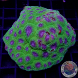 Diploastrea heliopora „Blueberry Pie“ WYSIWYG