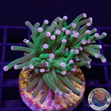 Euphyllia glabrescens „Cotton Candy“ WYSIWYG „AD Special“