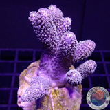 Sinularia mollis „Fluffy Leather“