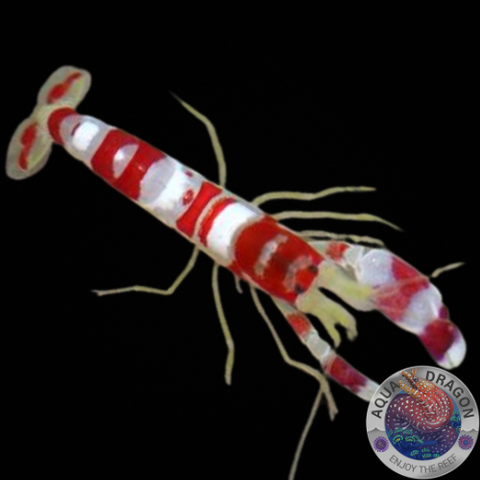 Alpheus randalli Randalls „Knallkrebs“