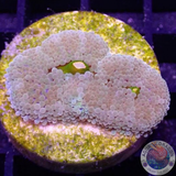Ricordea florida „Yellow Kiss“ WYSIWYG