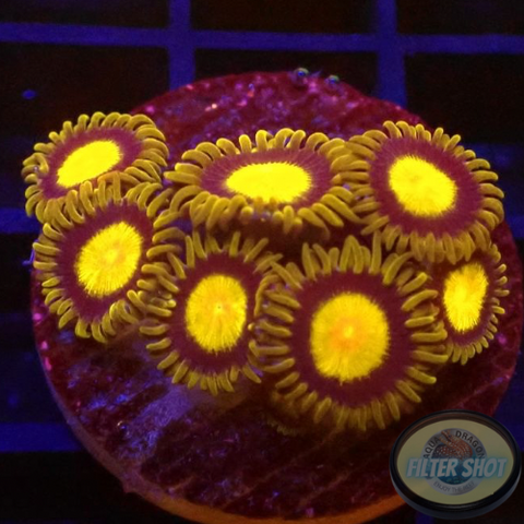 Krustenanemonen „King Midas“